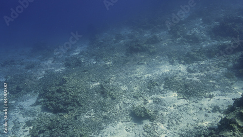Fototapeta Naklejka Na Ścianę i Meble -  Underwater photo of a dead coral reef