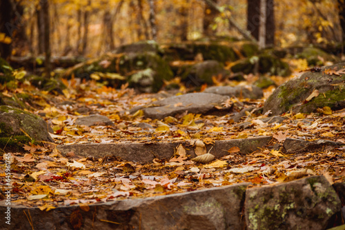 Fototapeta Naklejka Na Ścianę i Meble -  fallen autumn leaves on steps in the forest