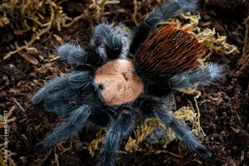 Mexican golden red rump tarantula Brachypelma albiceps