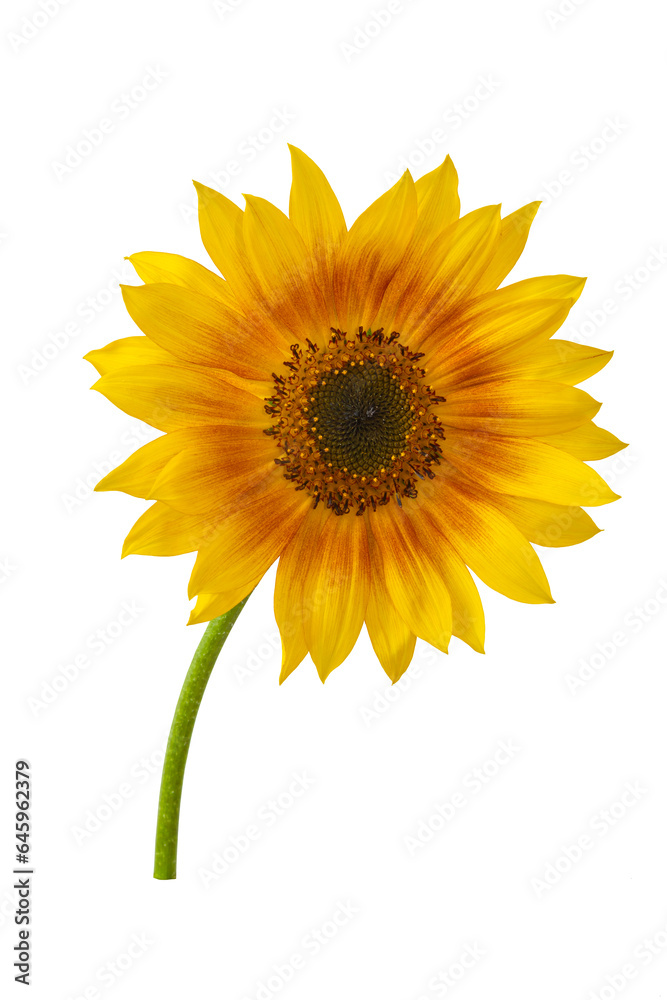 Fototapeta premium Yellow flower. Sunflower with yellow petals and dark middle. Element for your design.