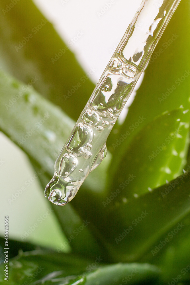 Transparent cosmetic pipette with gel. Aloe Vera leaves. Close-up. Transparent cosmetic pipette with gel. Aloe Vera leaves. Close-up.