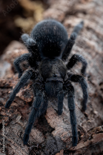 Brazilian black tarantula Grammostola pulchra