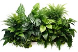 Green leaf shrub tropical plants  flower arrangement indoor garden nature background isolated on white background