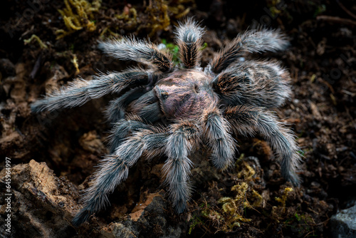 Chilean rose tarantula Grammostola porteri