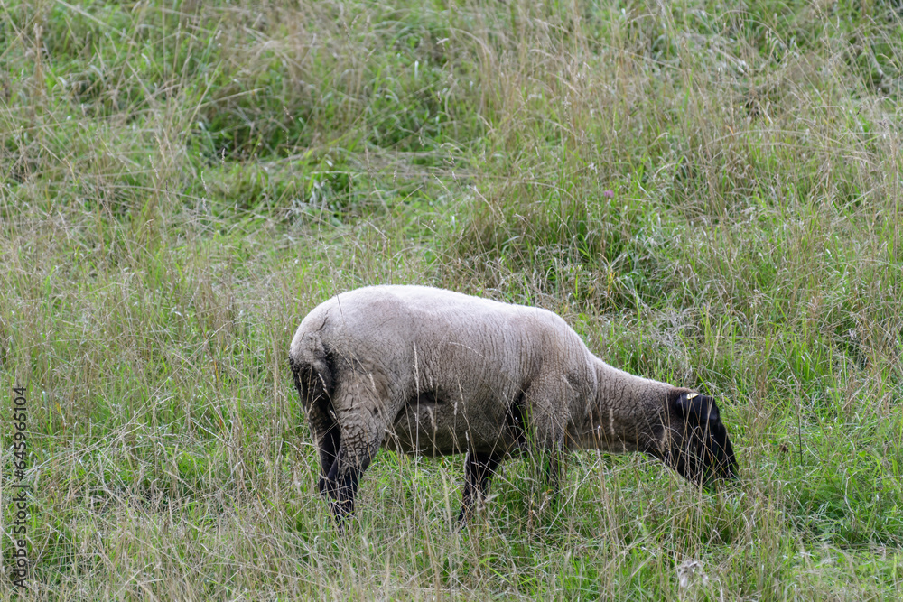 Schaf auf Weide mit Apfelbäumen im Sommer Schaf auf Weide mit Apfelbäumen im Sommer