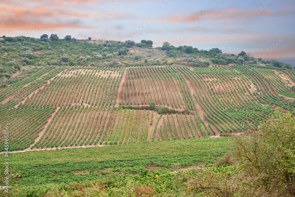 View of the Vineyard at Hurcanos, Logroño, La Rioja, Spain, Eur