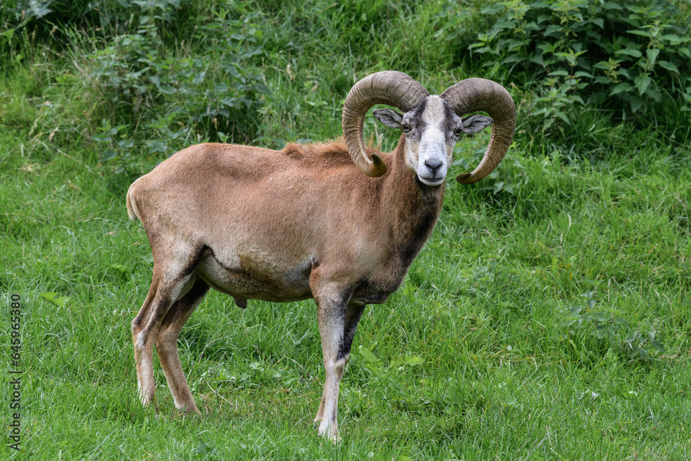 Ziegenbock auf Weide Ziegenbock auf Weide