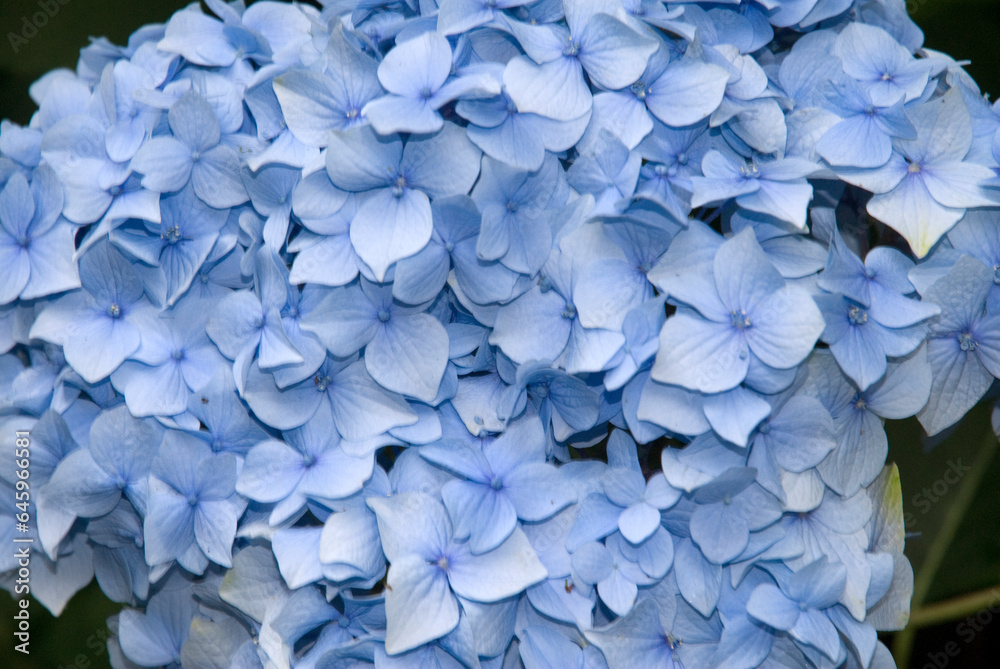 Hydrangea 'Bodense', Hortensia Hydrangea 'Bodense', Hortensia