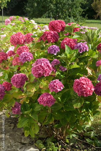 Wallpaper Mural Hydrangea 'Ayesha' , Hortensia Torontodigital.ca