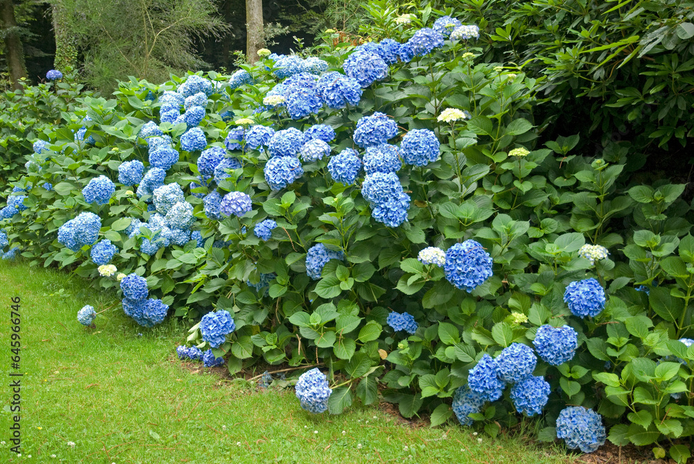 Hydrangea 'Bodense', Hortensia