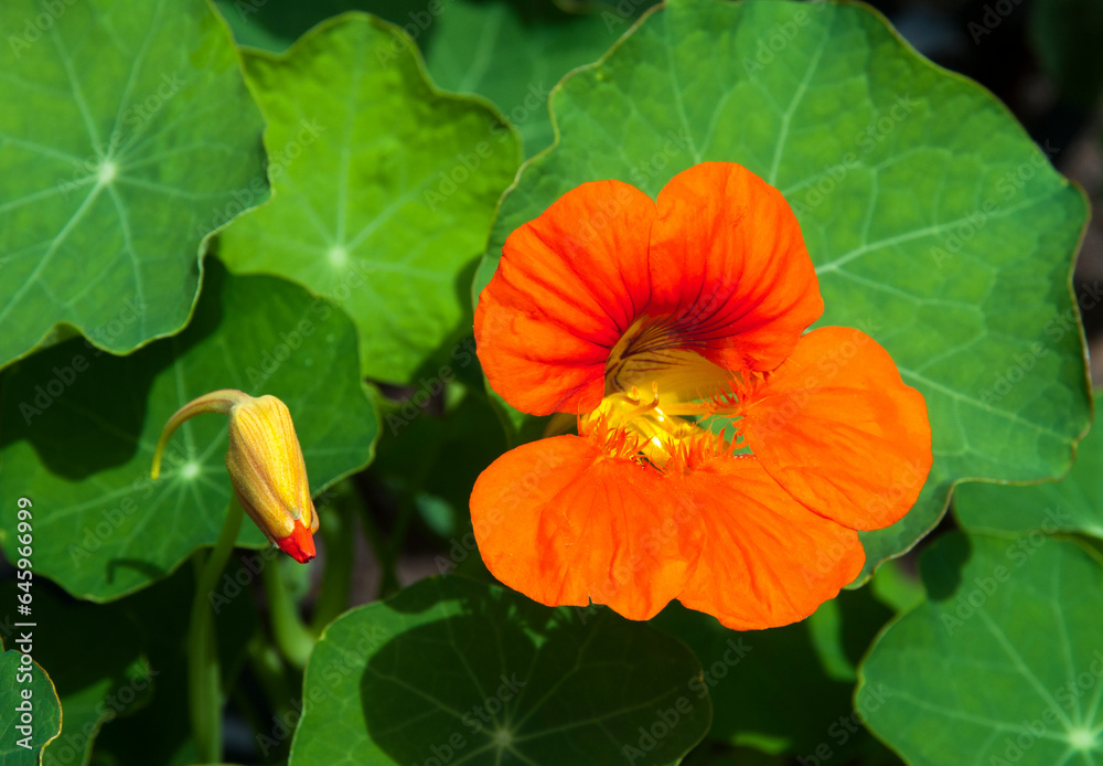 Capucine, Tropaelum majus Capucine, Tropaelum majus