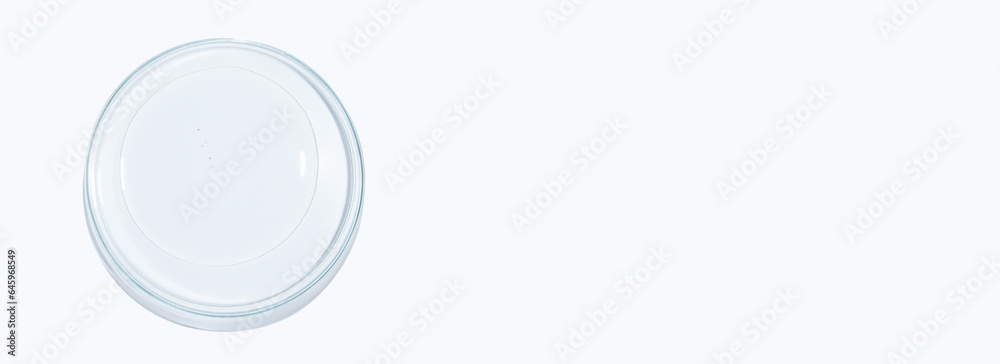 Petri dish with transparent gel on a white background. Empty space Petri dish with transparent gel on a white background. Empty space