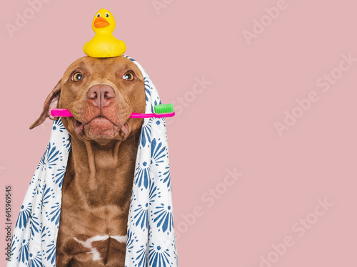 Cute brown dog, white towel, toothbrush and yellow rubber duck. Closeup, indoors. Studio shot, isolated background. Concept of care, education, obedience training and raising pets photo
