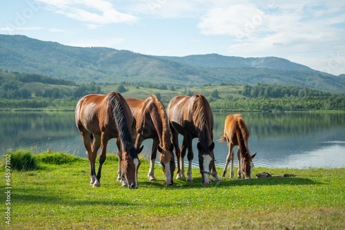Group of 4 brown horses eating grass on pasture synchronously