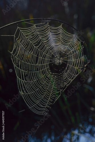 spider net with water droplets, backlight on dark background
