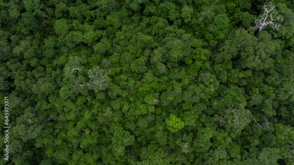 Aerial top view asian tropical rainforest green forest tree, Tropical jungle forest in Southeast Asia, Texture and background of green tree forest view from above.