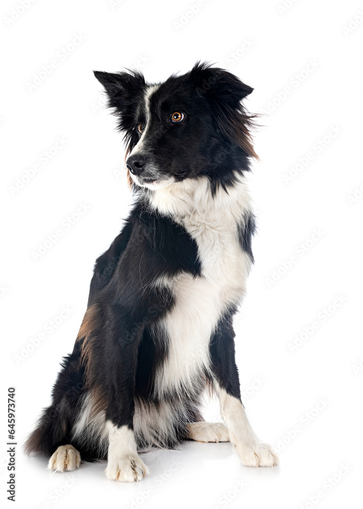 border collie in studio