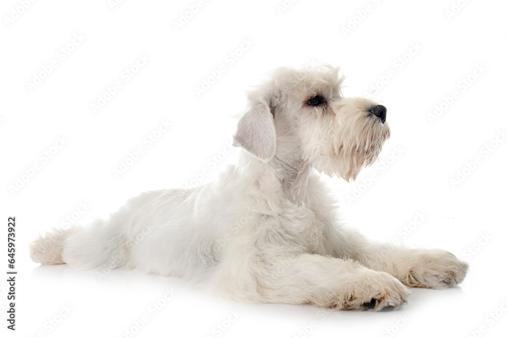 miniature schnauzer in studio miniature schnauzer in studio