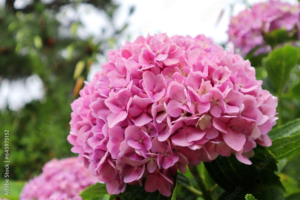 Pink hydrangeas seen up close