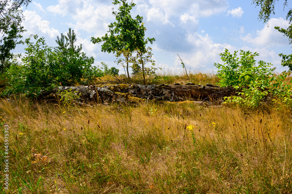 Fototapeta premium Natural landscape with yellow grass, green trees and an old tree trunk at a blue sky with clouds.