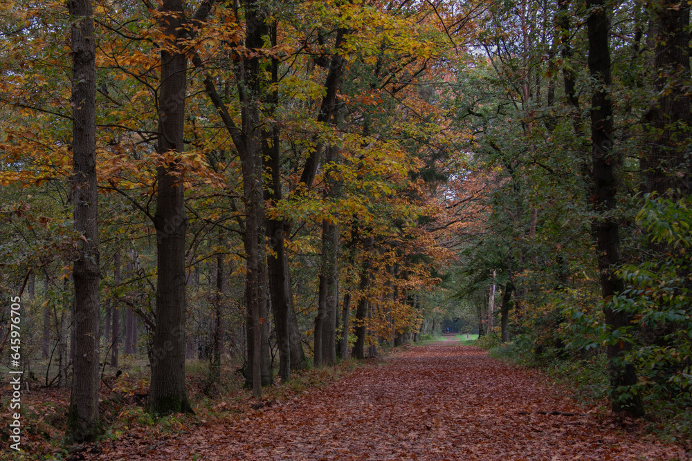 path in autumnforest with oaktrees and yellow, red and green leaves