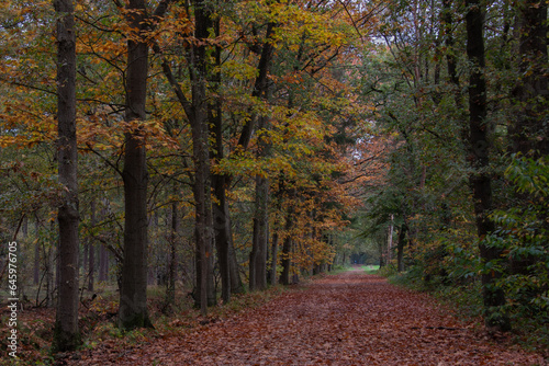 path in autumnforest with oaktrees and yellow, red and green leaves photo