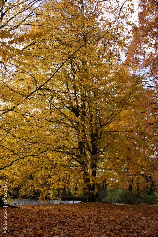Fototapeta premium autumn tree in the park