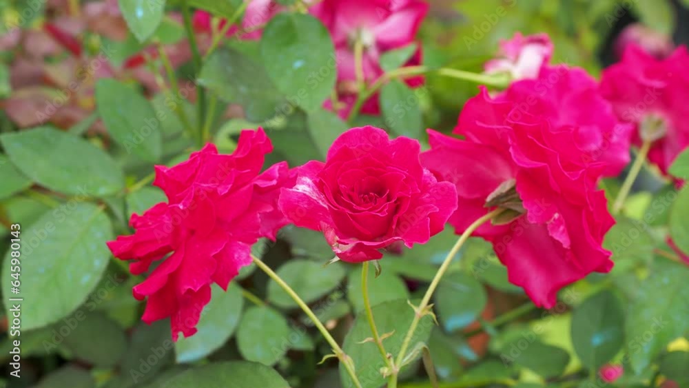 many red rose blooming in garden with green leaves many red rose blooming in garden with green leaves