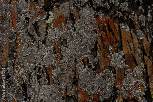 The colorful natural texture of the stone covered by high mountain lichen photo
