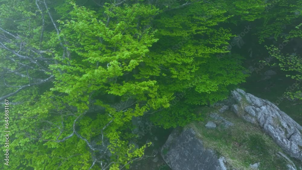Beech forest between the fog in the surroundings of the Castros de Horneo and the Poljé de Brenavinto. Aerial view from a drone. Hills of Ason Natural Park. Soba Valley, Cantabria, Spain, Europe Beech forest between the fog in the surroundings of the Castros de Horneo and the Poljé de Brenavinto. Aerial view from a drone. Hills of Ason Natural Park. Soba Valley, Cantabria, Spain, Europe