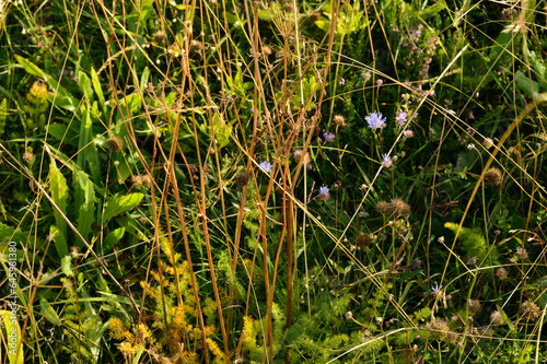 herbes hautes au Pilat , près de Saint-Etienne