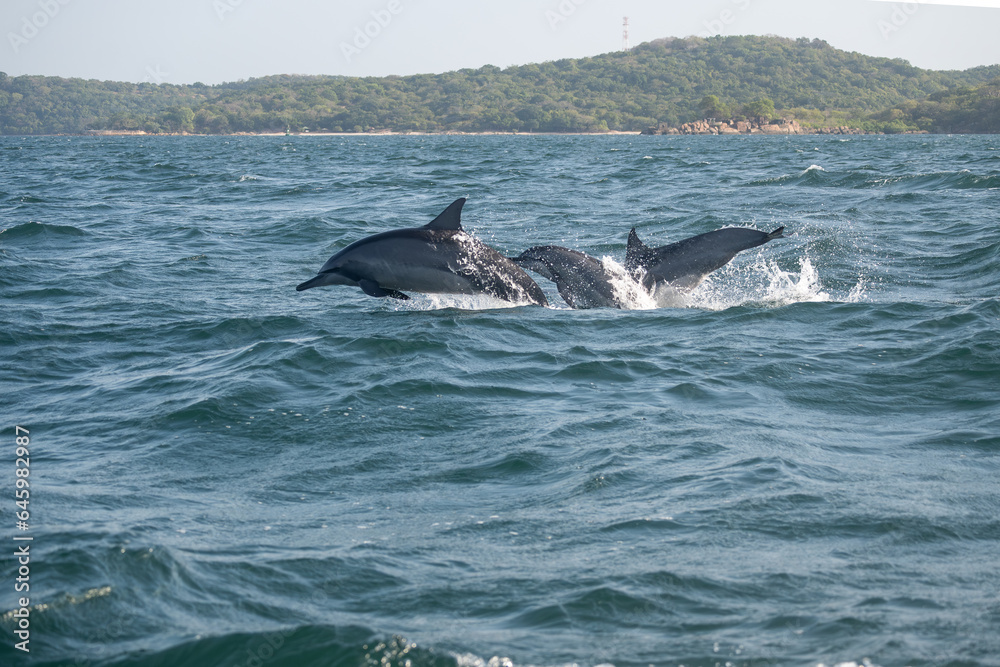 Fototapeta premium dolphin jumping out of water