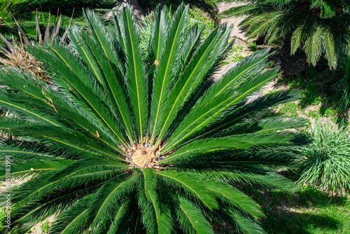 Cycas Revoluta or the Sago Palm. Evergreen plant from the cycad family photo