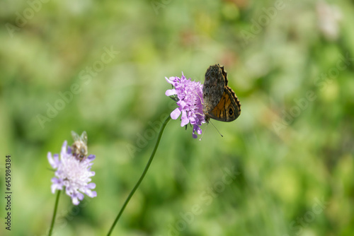 Wall Brown Butterfly (Lasiommata megera) sitting on a small scabious in Zurich, Switzerland © Janine