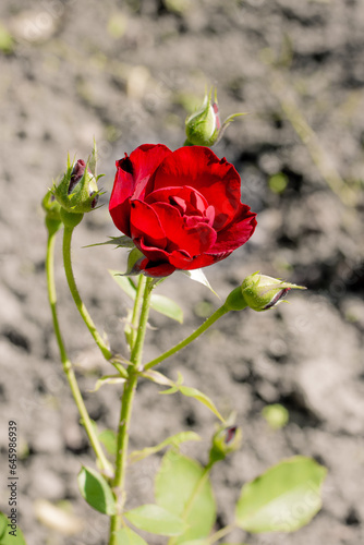 Kwitnąca róża © FotoWave Dawid Nowak