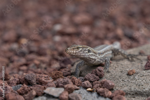 Young Tenerife lizard, (Gallotia galloti eisentrauti), leaning on a piece of wood, head portrait, close view. High quality photo