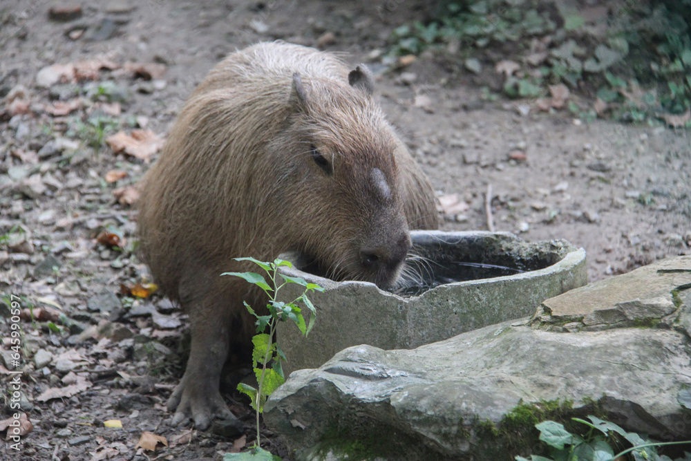 Capybaras, They always think about eating Capybaras, They always think about eating