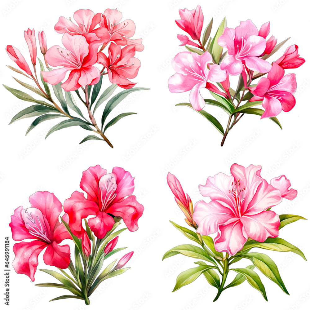 Set of watercolor illustration of exotic flower Isolated on transparent background Set of watercolor illustration of exotic flower Isolated on transparent background