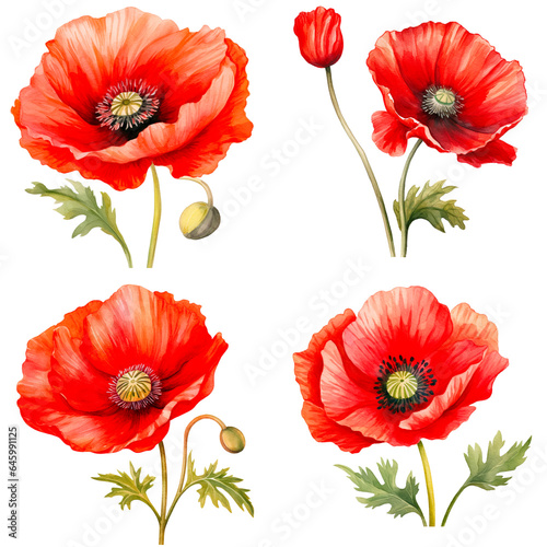 Set of watercolor illustration of poppy flower Isolated on transparent background