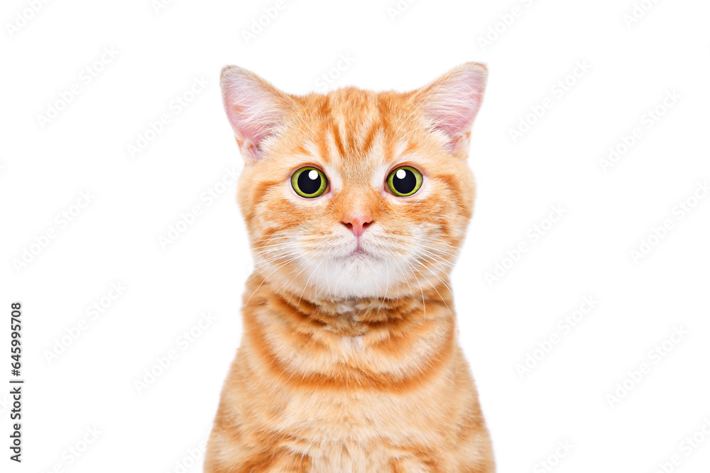 Portrait of loving ginger kitten scottish straight, closeup, isolated on white background