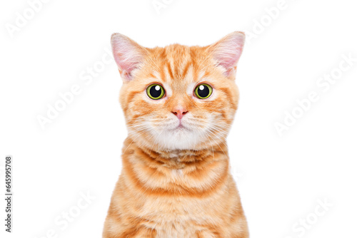 Portrait of loving ginger kitten scottish straight, closeup, isolated on white background