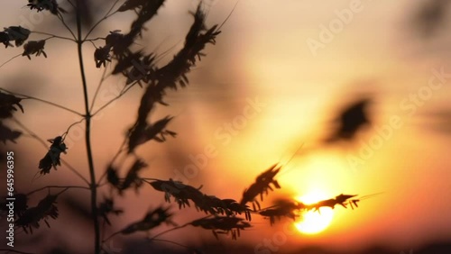 Johnson grass silhouette, Sorghum halepense photo