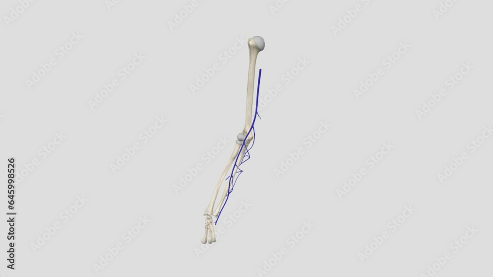 The basilic vein is a large superficial vein of the upper limb that