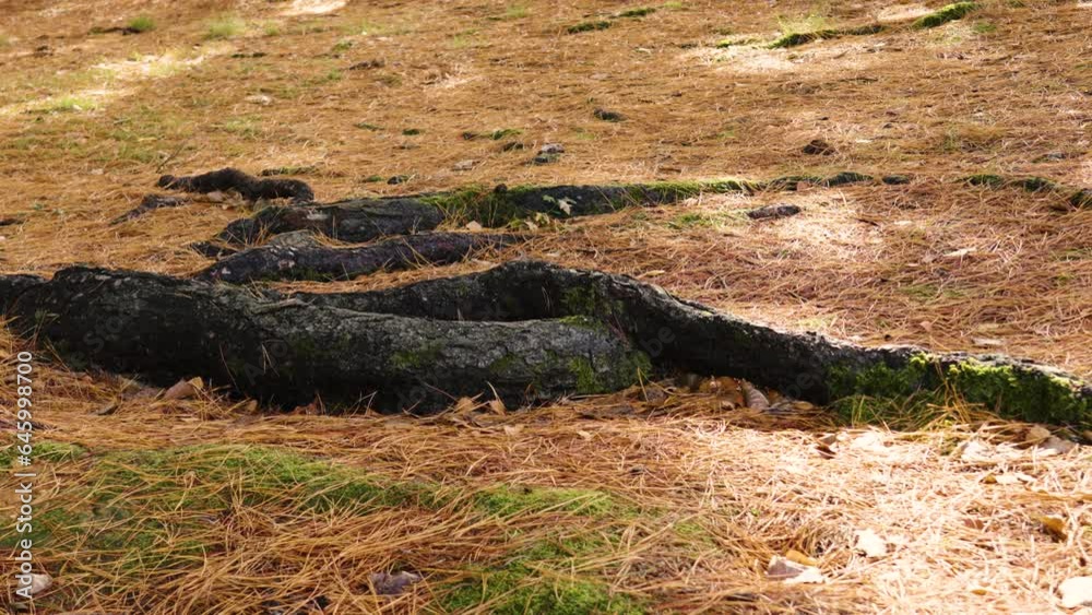 Old large roots of a coniferous tree in a pinewood with fallen pine needles covering the ground Old large roots of a coniferous tree in a pinewood with fallen pine needles covering the ground