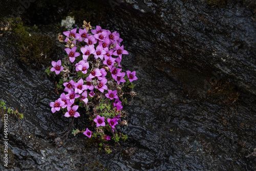 The Purple saxifrage (Saxifraga oppositifolia) photo