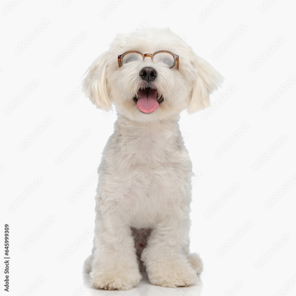 adorable bichon puppy with glasses looking up and sticking out tongue adorable bichon puppy with glasses looking up and sticking out tongue