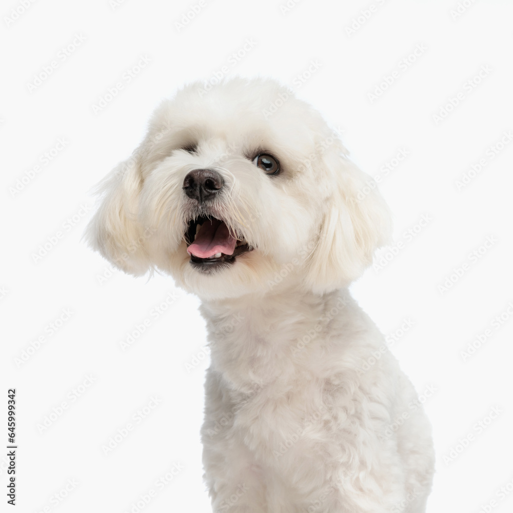 sweet small bichon puppy with tongue exposed looking up and panting sweet small bichon puppy with tongue exposed looking up and panting