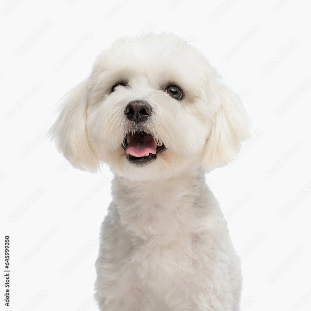 little precious bichon pup sticking out tongue and looking up little precious bichon pup sticking out tongue and looking up