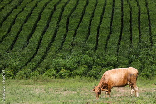 Cows graze in a picturesque meadow against the backdrop of tea plantations and picturesque mountains. Pastoral landscape. Russia, Sochi, Solokhaul.