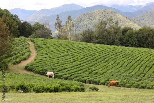 Cows graze in a picturesque meadow against the backdrop of tea plantations and picturesque mountains. Pastoral landscape. Russia, Sochi, Solokhaul.